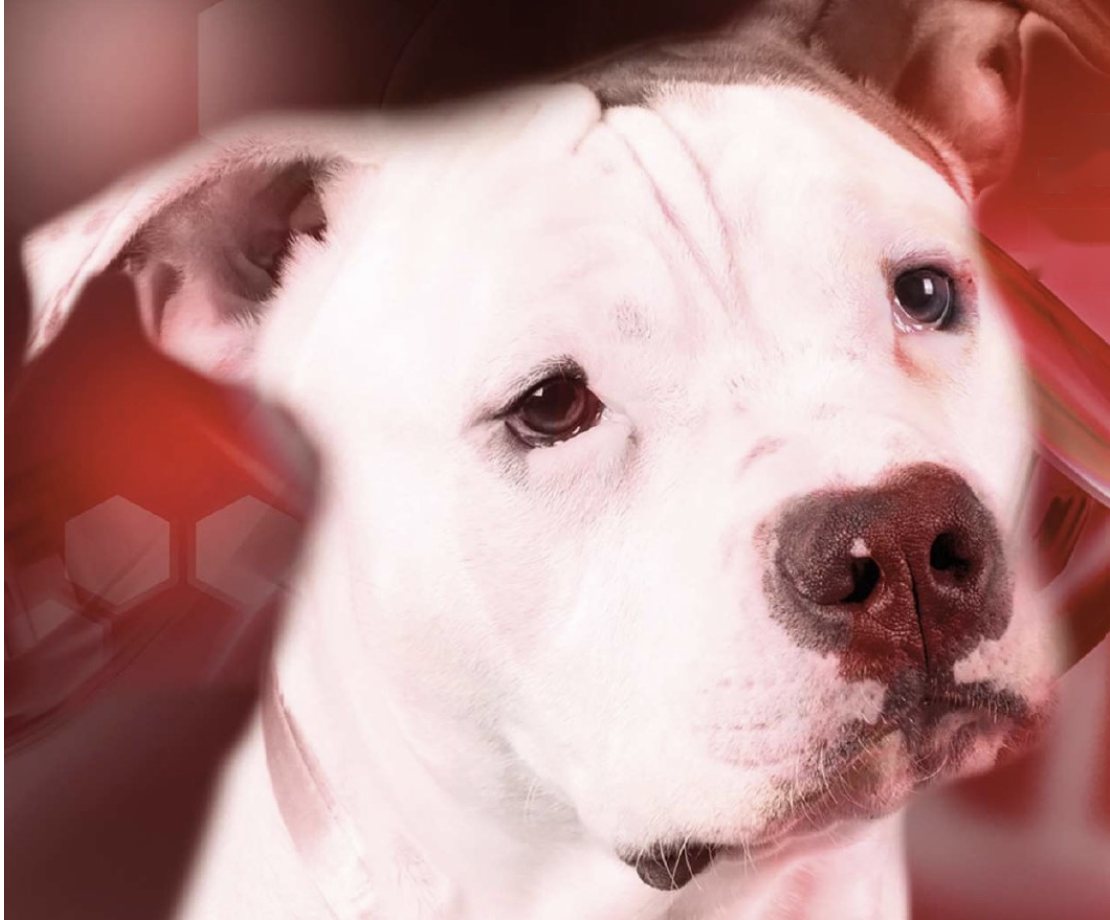 Weißer Listenhund, der ruhig in die Kamera schaut